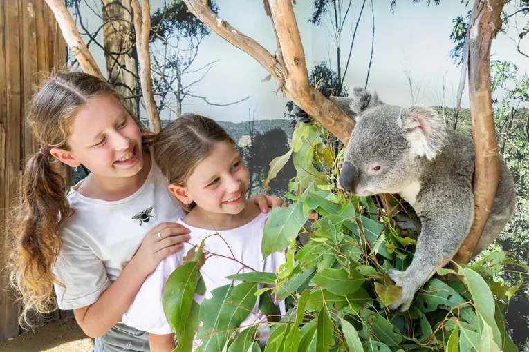 Blue Mountains Full Day Tour with Scenic World Pass - Book now | Experience Oz