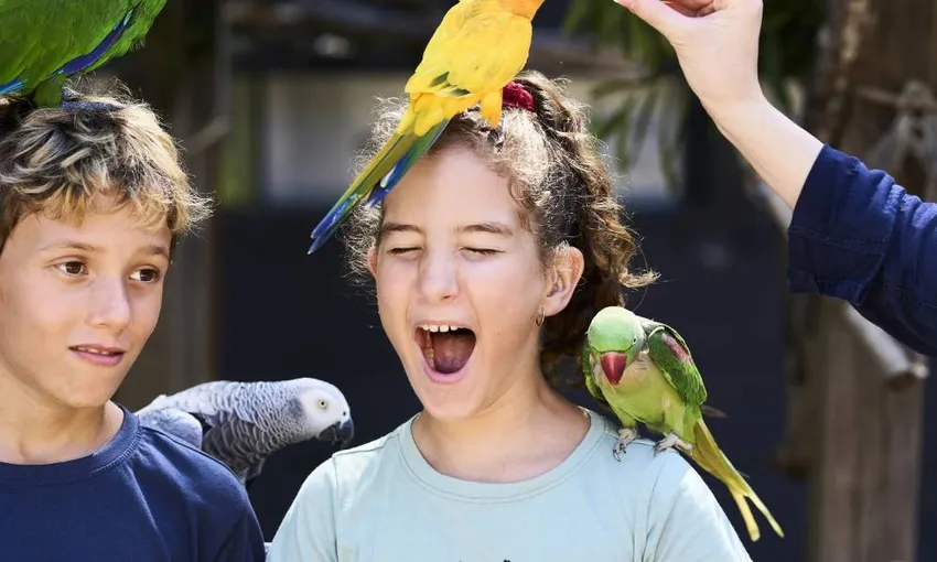 Maleny Botanic Gardens Family Entry, Buggy Ride & Picnic Lunch | Experience OZ