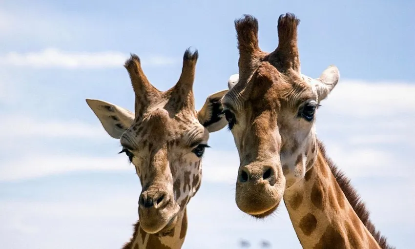 Taronga Zoo Entry and Ferry Transfer | Experience Oz