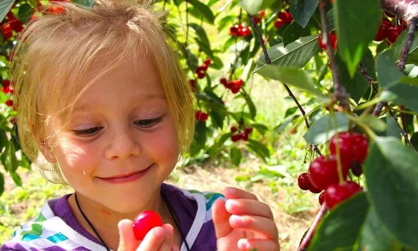 Cherry Picking Day Tour in Orange - Book Now | Local Agent