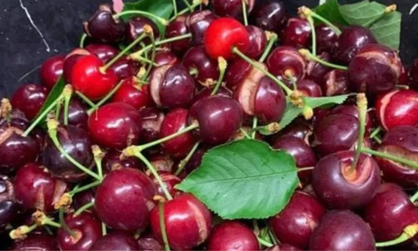 Cherry Picking Day Tour in Orange - Book Now | Local Agent
