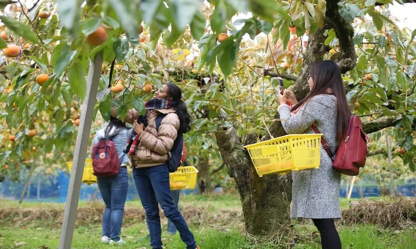Cherry Picking Day Tour in Orange - Book Now | Local Agent