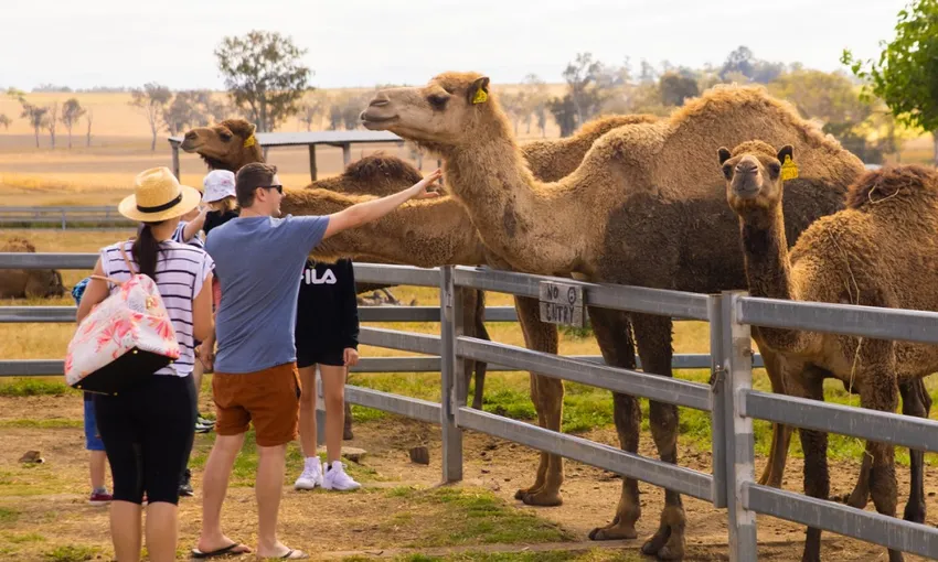 Summer Land Camel Farm Tour with Grazing Platter | Experience Oz 