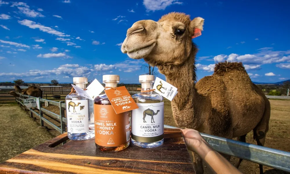 Summer Land Camel Farm Tour with Grazing Platter | Experience Oz -5