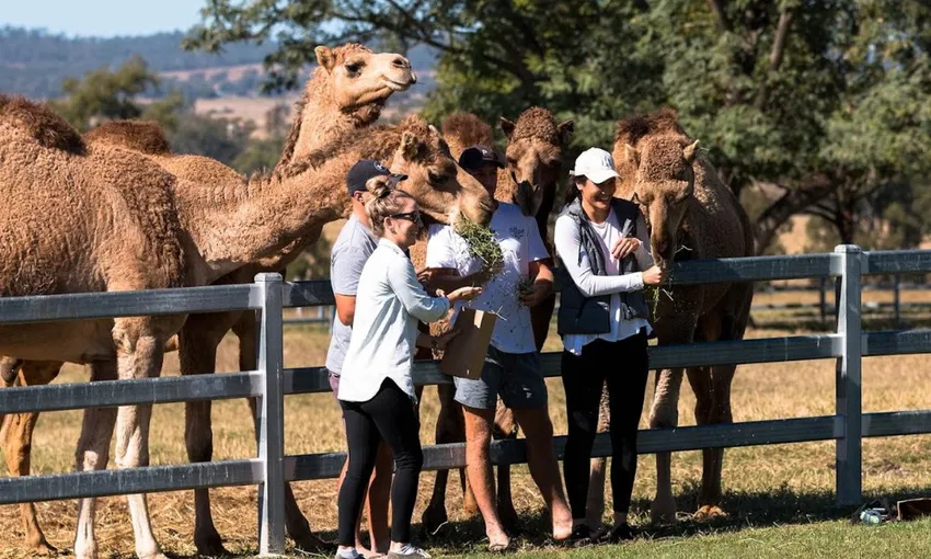 Summer Land Camel Farm Tour with Grazing Platter | Experience Oz 