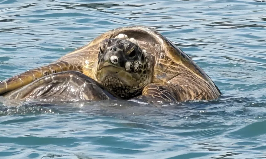 Airlie Beach Turtle Spotting Sunset Cruise - Book Now | Experience Oz