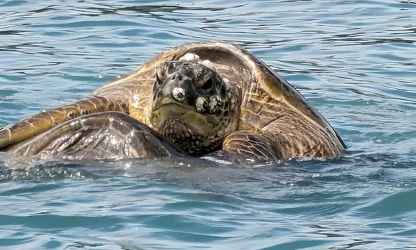 Airlie Beach Turtle Spotting Cruise - 1 Hour 