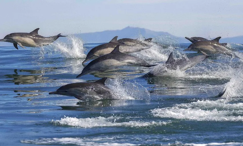 Tauranga Half Day Wildlife Cruise - Book Now | Experience Oz
