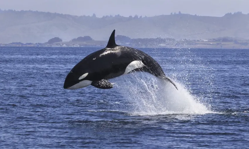 Tauranga Half Day Wildlife Cruise - Book Now | Experience Oz