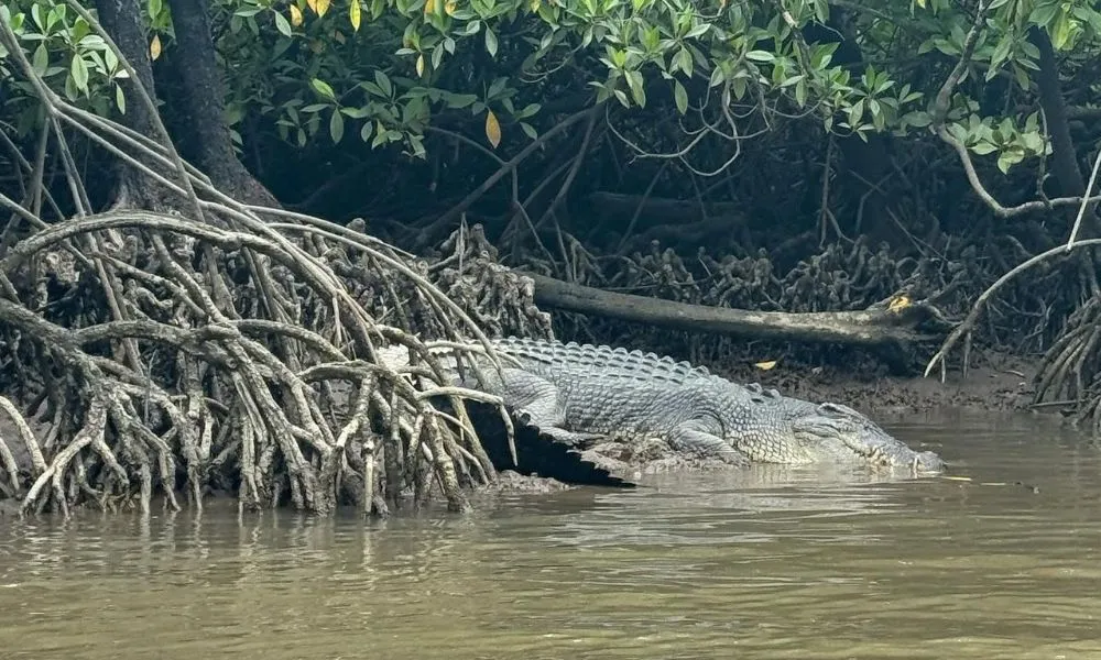 Cairns Guided Jetski Tour  - Book Now | Experience Oz-16