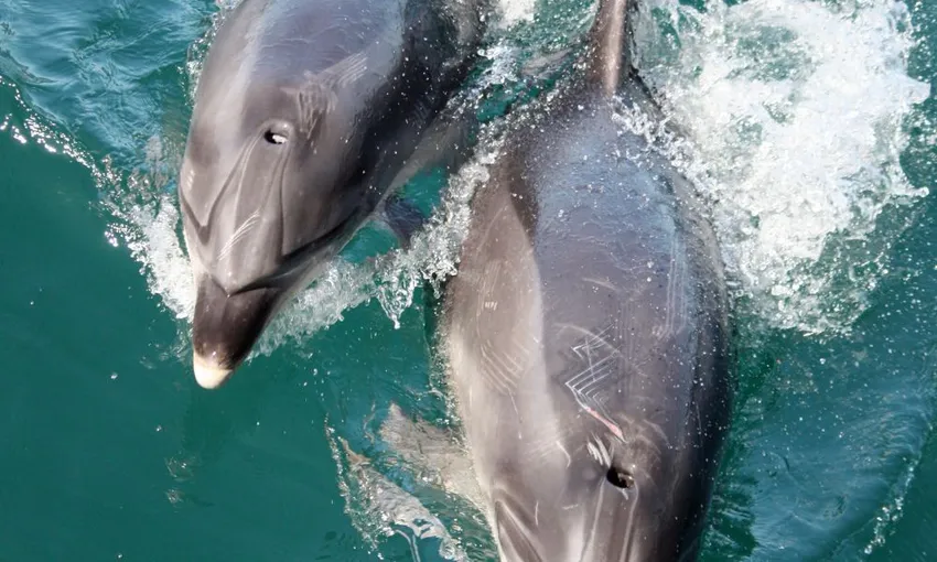 Dolphin Eco Cruise with Island Stopover - 4 Hours - Book Now | Experience Oz