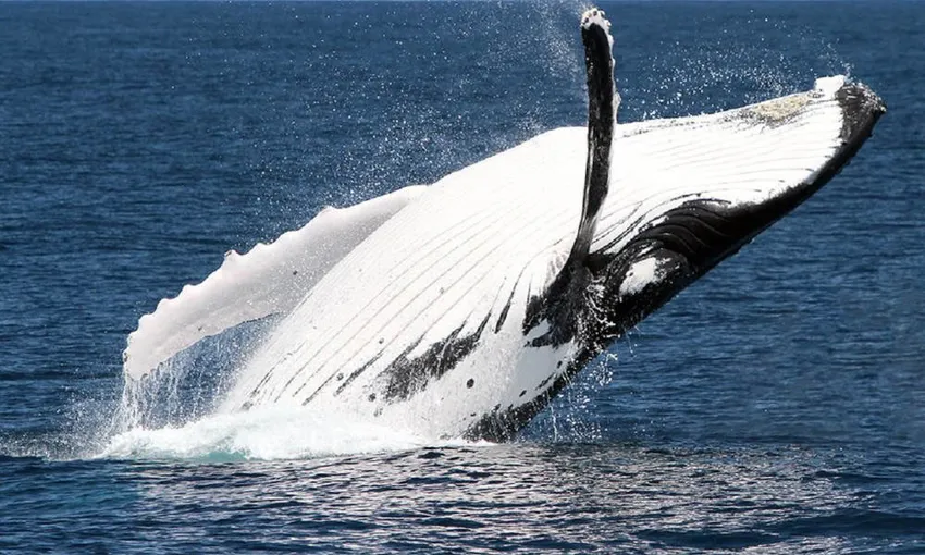 Brisbane Whale Watching Cruise Ex Redcliffe | Experience Oz + NZ