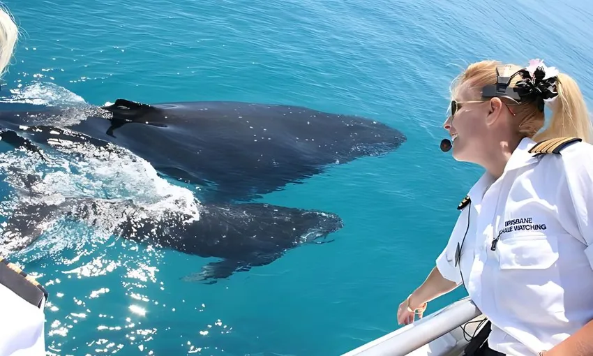 Brisbane Whale Watching Cruise Ex Redcliffe | Experience Oz + NZ