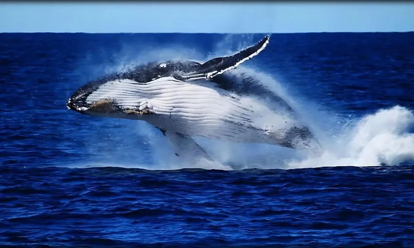 Brisbane Whale Watching Cruise Ex Redcliffe | Experience Oz + NZ