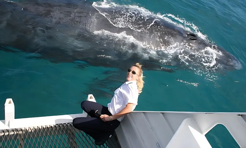 Brisbane Whale Watching Cruise Ex Redcliffe | Experience Oz + NZ