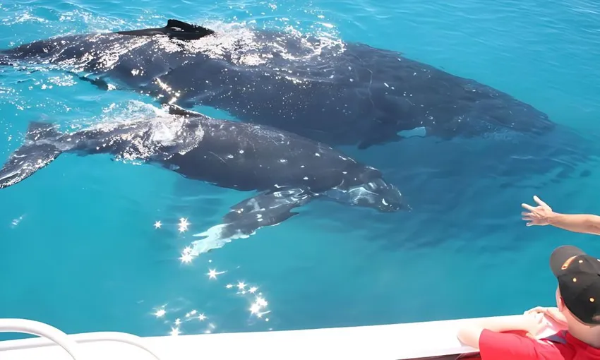 Brisbane Whale Watching Cruise Ex Redcliffe | Experience Oz + NZ