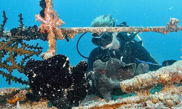 Soft Coral Or Wreck 2 Tank
