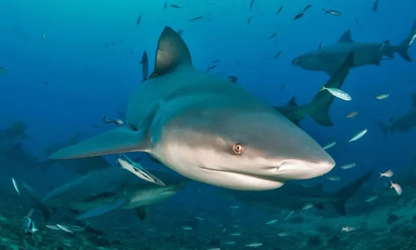 The Shark Dive 2 Tank Morning Dive