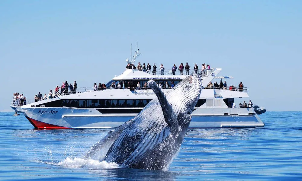 Brisbane Whale Watching Tour Including Lunch | Experience Oz + NZ-2