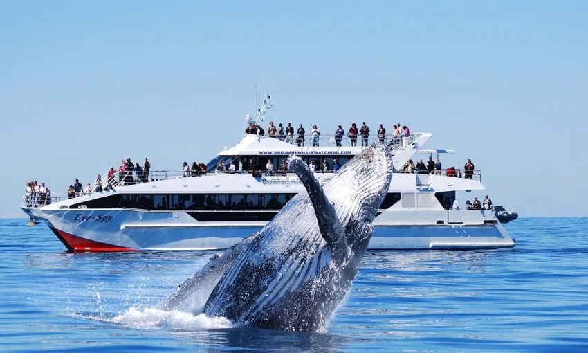 Brisbane Whale Watching Tour Including Lunch | Experience Oz + NZ