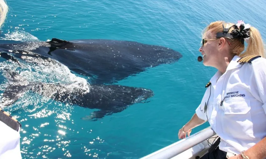 Brisbane Whale Watching Tour Including Lunch | Experience Oz + NZ