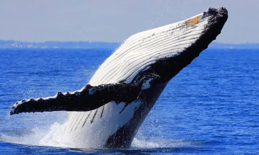 Brisbane Whale Watching Tour Including Lunch | Experience Oz + NZ