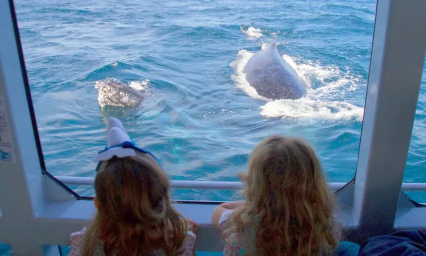 Brisbane Whale Watching Tour Including Lunch | Experience Oz + NZ