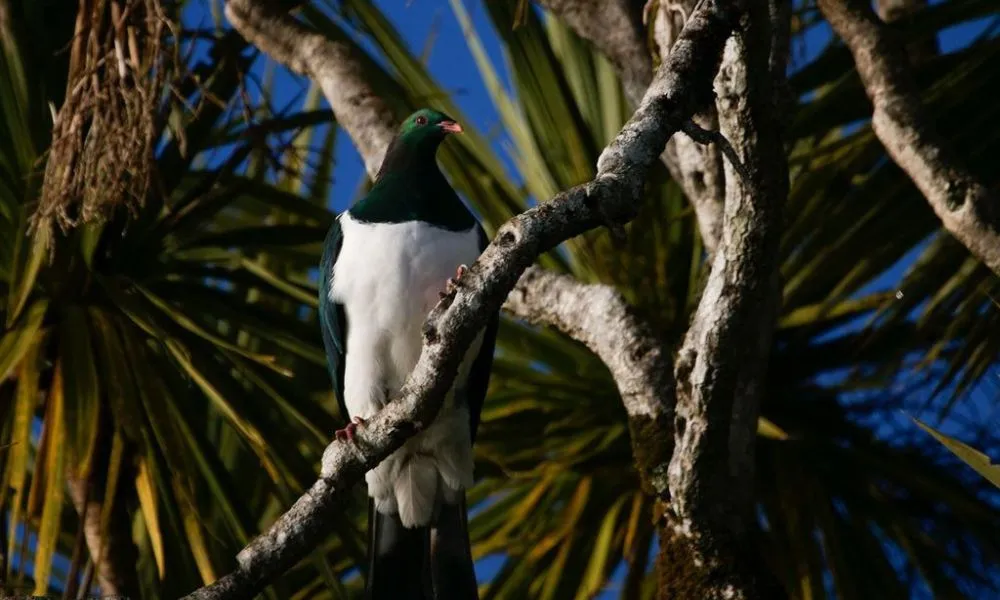 Scenic Lake Mapourika Cruise in Franz Josef - Book Now | Experience Oz-2