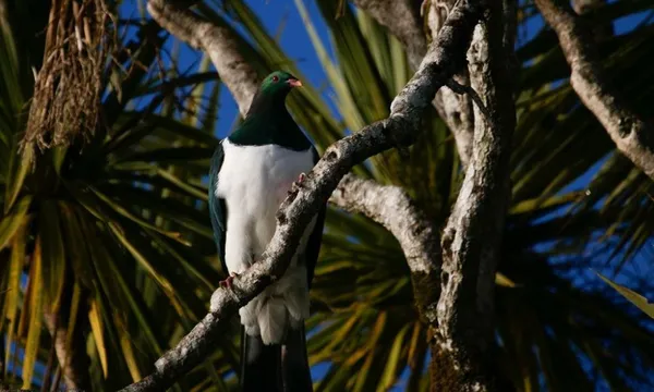Franz Josef Scenic Cruise - 2 Hours