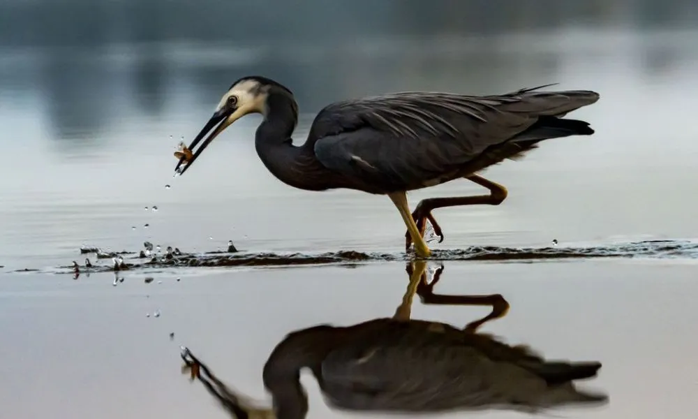 Scenic Lake Mapourika Cruise in Franz Josef - Book Now | Experience Oz-4