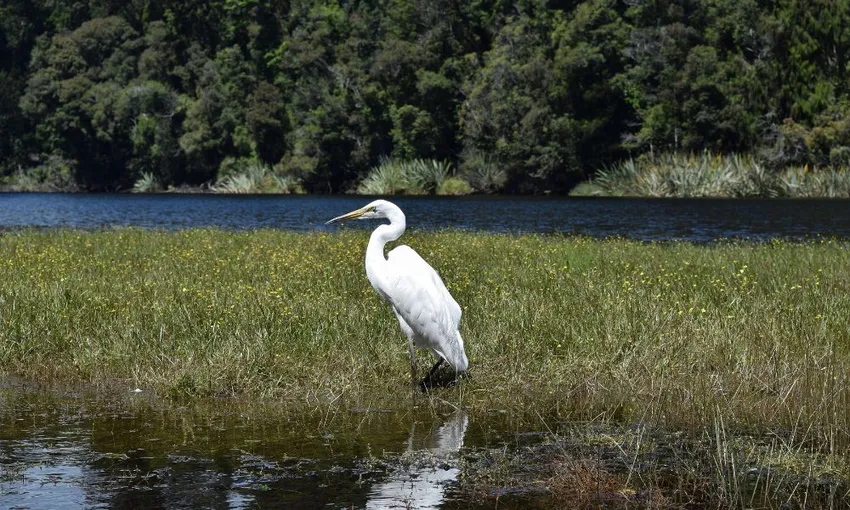 Lake Mapourika Cruise & Guided Walk in Franz Josef - Book Now | Experience Oz