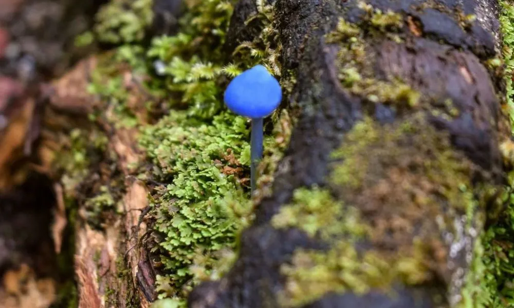 Franz Josef Kayaking and Nature Walk Tour - Book Now | Experience Oz-6