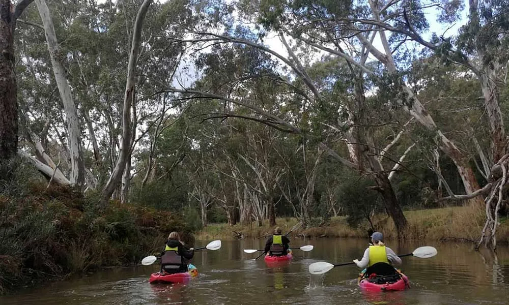 Barossa Kayak Hire and Tour - Book Now | Experience Oz -2