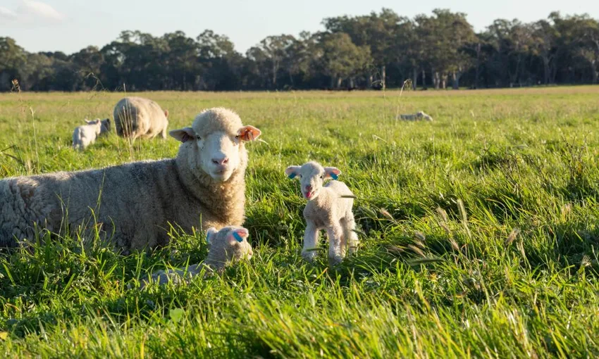 Warrawindi Farm Experience - 45 Minutes | Experience OZ