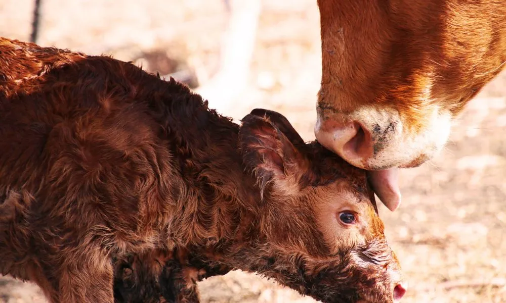 Warrawindi Farm Experience - 45 Minutes | Experience OZ-5