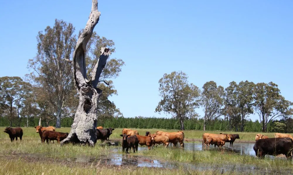 Warrawindi Farm Experience - 45 Minutes | Experience OZ-3