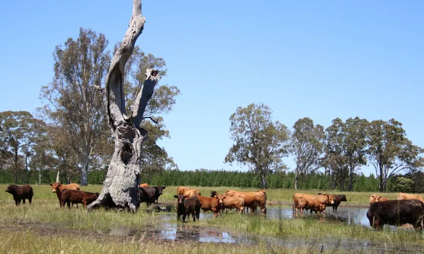 Warrawindi Farm Experience - 45 Minutes | Experience OZ
