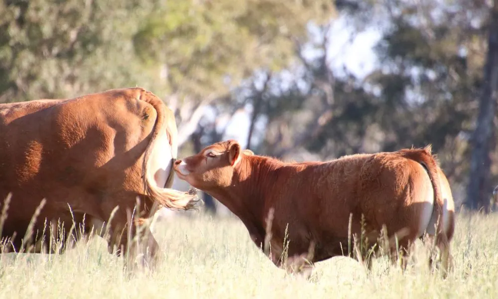 Warrawindi Farm Experience - 45 Minutes | Experience OZ-4