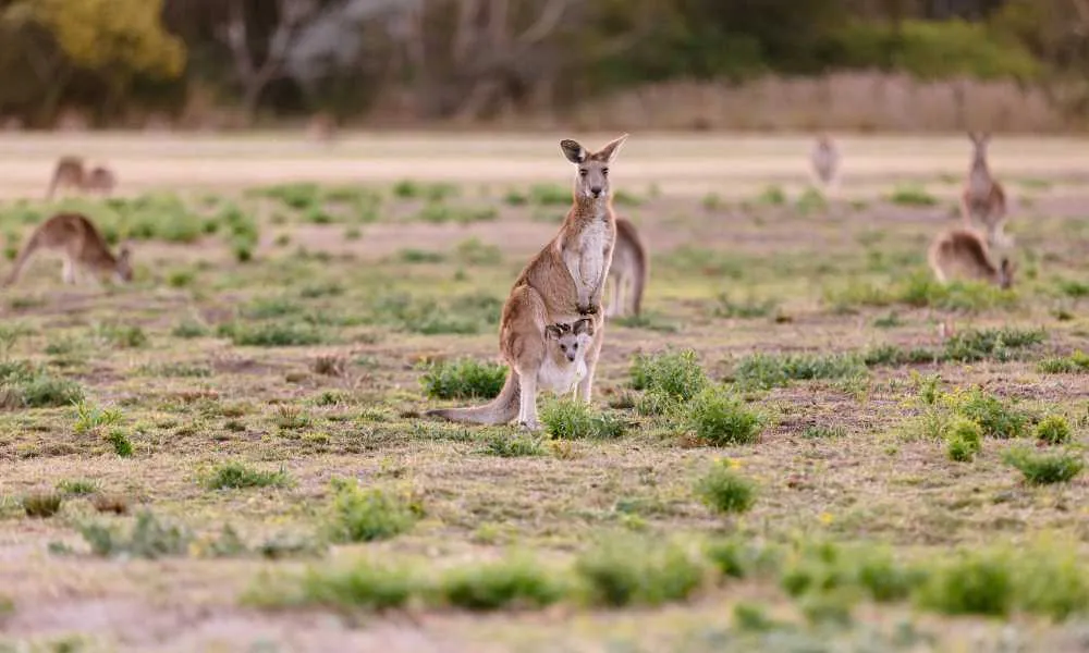 Kangaroos and Mountain Views-1