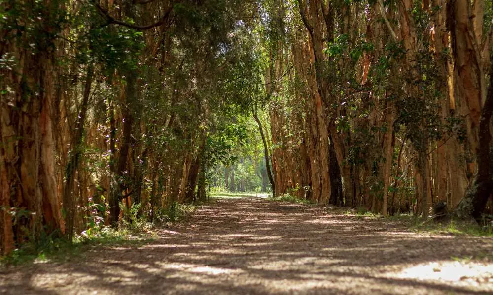 Kangaroos and Mountain Views-2