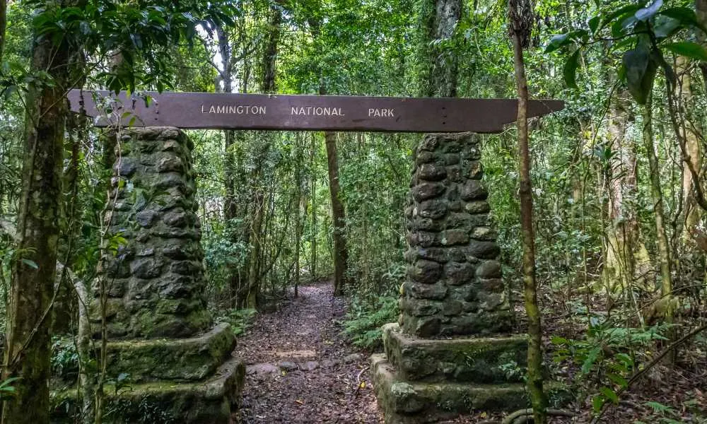 Kangaroos and Mountain Views-3