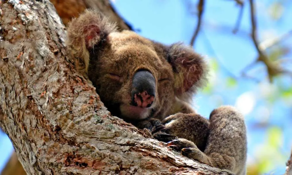 Kangaroos and Mountain Views-4