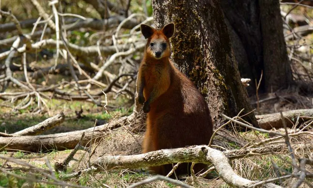 Kangaroos and Mountain Views-6