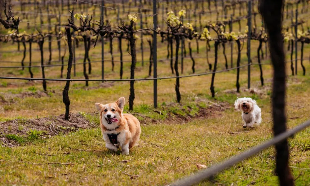 Ocean View Estates Picnic In The Vines | Experience Oz-3