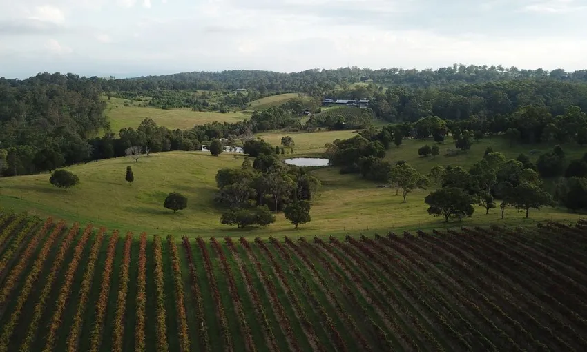 Ocean View Estates Picnic In The Vines | Experience Oz