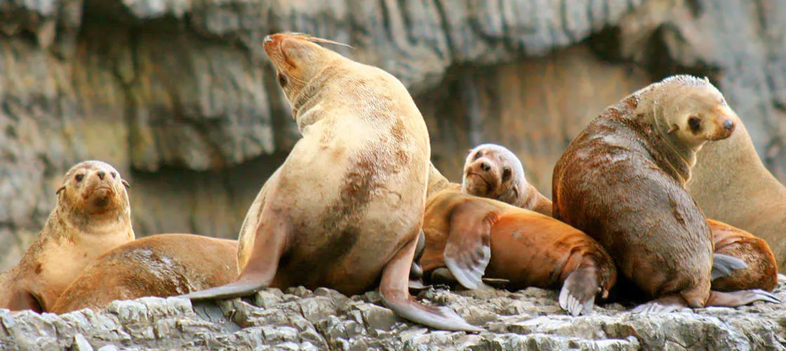 Tasman Island Cruise from Hobart | Experience Oz-2