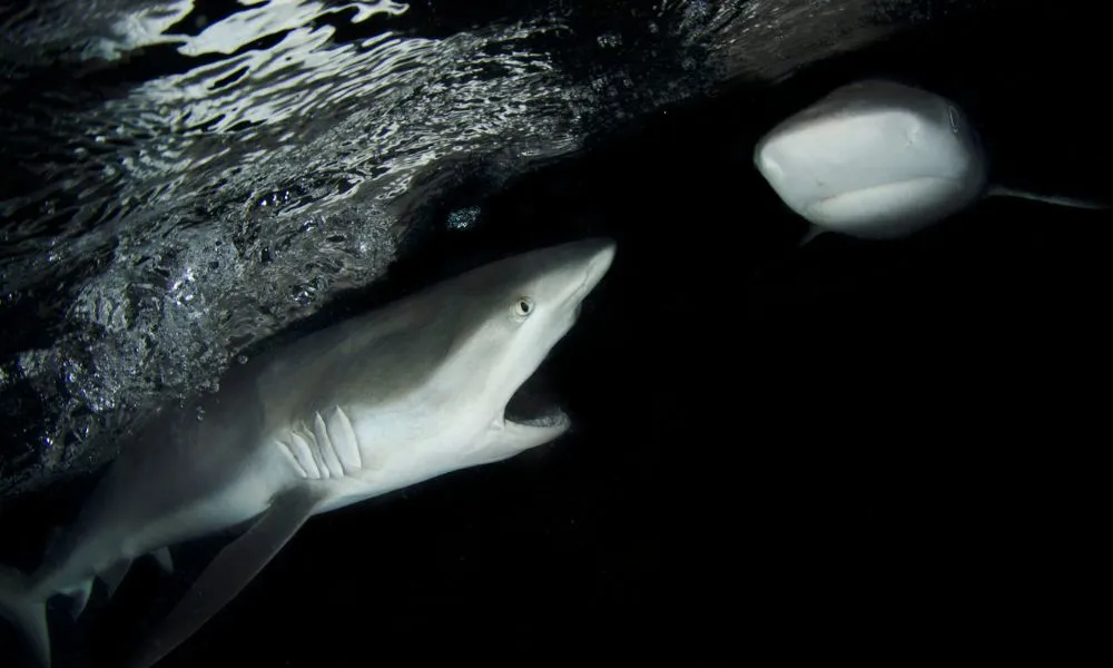 3 Day Cairns Liveaboard on OceanQuest - Book Now | Experience Oz -3