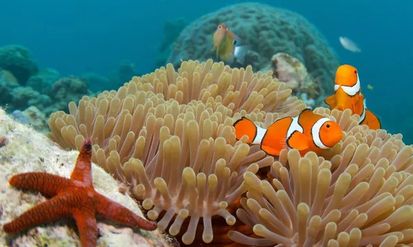 4 Day 1 Night PADI Open Water