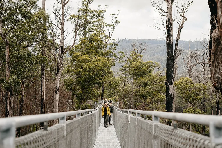 Tahune AirWalk General Entry | Experience Oz