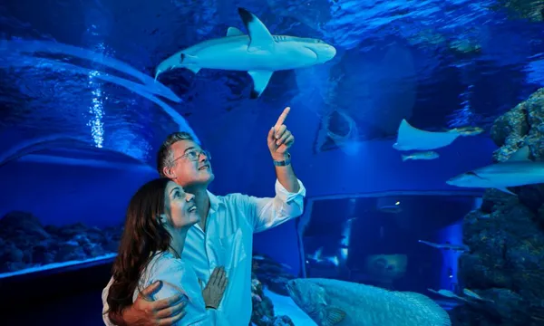 Night at the Aquarium Tour with 2 Course Dinner 